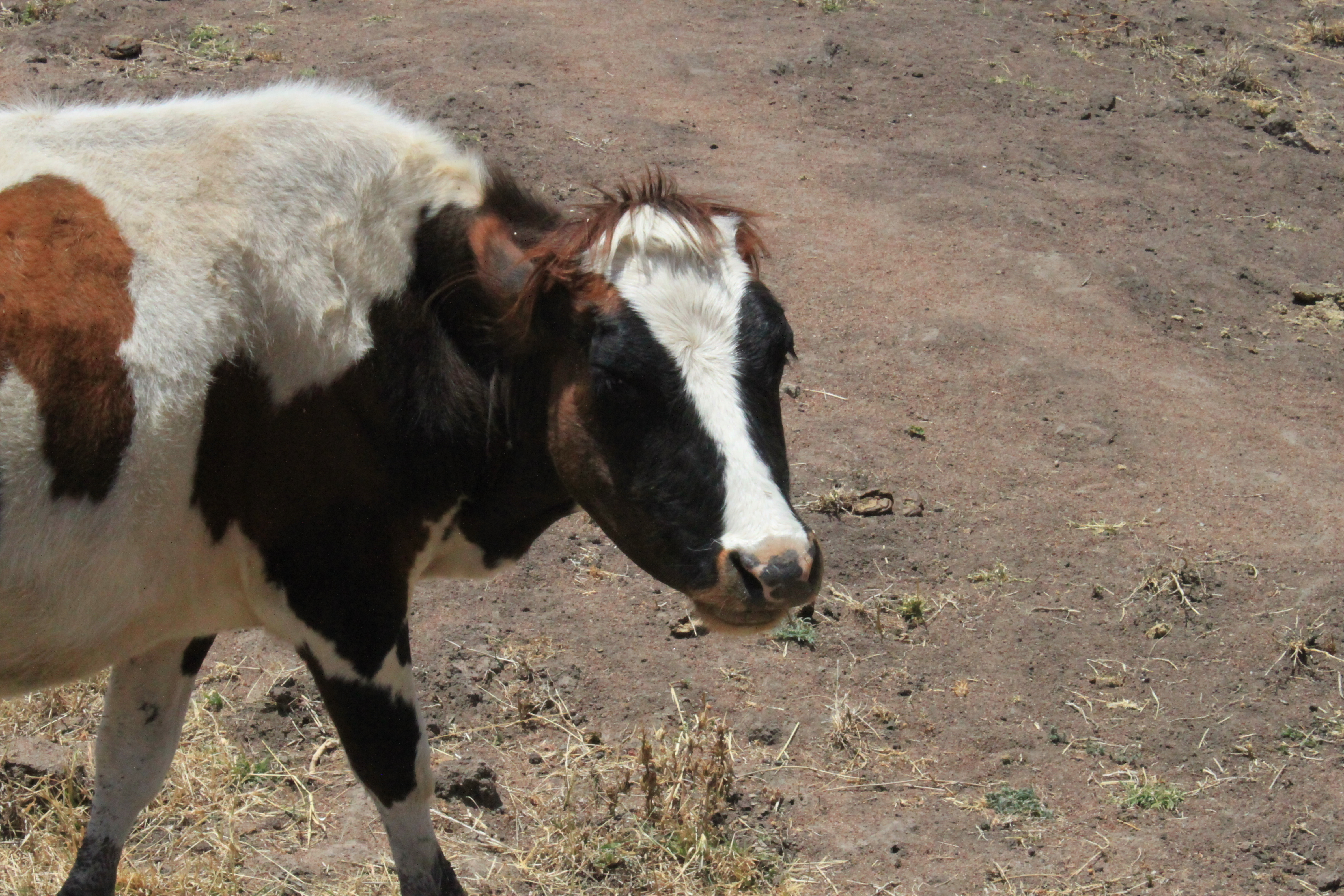 Cows for Christmas….what a great idea