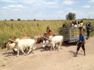 group-traveling-along-road-copy